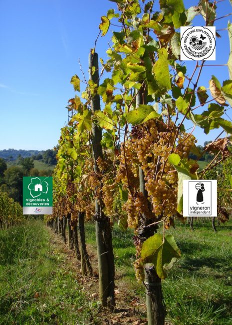Vignes_(2)